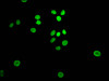 Immunofluorescence staining of Hela Cells with CSB-RA826096A0HU at 1：50, counter-stained with DAPI. The cells were fixed in 4% formaldehyde, permeated by 0.2% TritonX-100, and blocked in 10% normal Goat Serum. The cells were then incubated with the antibody overnight at 4°C. Nuclear DNA was labeled in blue with DAPI. The secondary antibody was FITC-conjugated AffiniPure Goat Anti-Rabbit IgG （H+L）.