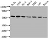 Western Blot<br />
 Positive WB detected in: Hela whole cell lysate, 293T whole cell lysate, PC-3 whole cell lysate, MCF-7 whole cell lysate, A549 whole cell lysate, U87 whole cell lysate, Brain tissue<br />
 All lanes: KLF4 antibody at 1:1500<br />
 Secondary<br />
 Goat polyclonal to rabbit IgG at 1/50000 dilution<br />
 Predicted band size: 55, 52, 46, 13, 7 kDa<br />
 Observed band size: 55 kDa<br />