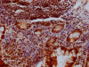 IHC image of CSB-RA194949A0HU diluted at 1:100 and staining in paraffin-embedded human small intestine tissue performed on a Leica BondTM system. After dewaxing and hydration, antigen retrieval was mediated by high pressure in a citrate buffer (pH 6.0). Section was blocked with 10% normal goat serum 30min at RT. Then primary antibody (1% BSA) was incubated at 4°C overnight. The primary is detected by a Goat anti-rabbit IgG polymer labeled by HRP and visualized using 0.05% DAB.