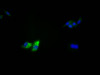 Immunofluorescence staining of HepG2 Cells with CSB-RA236796A0HU at 1：50, counter-stained with DAPI. The cells were fixed in 4% formaldehyde, permeated by 0.2% TritonX-100, and blocked in 10% normal Goat Serum. The cells were then incubated with the antibody overnight at 4°C. Nuclear DNA was labeled in blue with DAPI. The secondary antibody was FITC-conjugated AffiniPure Goat Anti-Rabbit IgG （H+L）.