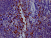 IHC image of CSB-RA794900A0HU diluted at 1:100 and staining in paraffin-embedded human tonsil tissue performed on a Leica BondTM system. After dewaxing and hydration, antigen retrieval was mediated by high pressure in a citrate buffer (pH 6.0). Section was blocked with 10% normal goat serum 30min at RT. Then primary antibody (1% BSA) was incubated at 4°C overnight. The primary is detected by a Goat anti-rabbit IgG polymer labeled by HRP and visualized using 0.05% DAB.