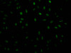 Immunofluorescence staining of Hela Cells with CSB-RA569290A0HU at 1：50, counter-stained with DAPI. The cells were fixed in 4% formaldehyde, permeated by 0.2% TritonX-100, and blocked in 10% normal Goat Serum. The cells were then incubated with the antibody overnight at 4°C. Nuclear DNA was labeled in blue with DAPI. The secondary antibody was FITC-conjugated AffiniPure Goat Anti-Rabbit IgG （H+L）.