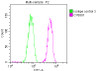 Overlay histogram showing Hela cells stained with CSB-RA569290A0HU (red line) at 1：50. The cells were fixed with 70% Ethylalcohol (18h) and then incubated in 10% normal goat serum to block non-specific protein-protein interactions followedby the antibody (1µg/1*106cells) for 1 h at 4℃.The secondary antibody used was FITC-conjugated goat anti-rabbit IgG (H+L) at 1/200 dilution for 30min at 4℃. Control antibody (green line) was Rabbit IgG (1µg/1*106cells) used under the same conditions. Acquisition of >10,000 events was performed.