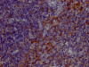 IHC image of CSB-RA556665A0HU diluted at 1:100 and staining in paraffin-embedded human tonsil tissue performed on a Leica BondTM system. After dewaxing and hydration, antigen retrieval was mediated by high pressure in a citrate buffer (pH 6.0). Section was blocked with 10% normal goat serum 30min at RT. Then primary antibody (1% BSA) was incubated at 4°C overnight. The primary is detected by a Goat anti-rabbit IgG polymer labeled by HRP and visualized using 0.05% DAB.