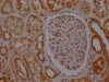 IHC image of CSB-RA987662A0HU diluted at 1:100 and staining in paraffin-embedded human kidney tissue performed on a Leica BondTM system. After dewaxing and hydration, antigen retrieval was mediated by high pressure in a citrate buffer (pH 6.0). Section was blocked with 10% normal goat serum 30min at RT. Then primary antibody (1% BSA) was incubated at 4°C overnight. The primary is detected by a Goat anti-rabbit IgG polymer labeled by HRP and visualized using 0.05% DAB.