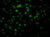 Immunofluorescence staining of Hela Cells with CSB-RA581794A0HU at 1：50, counter-stained with DAPI. The cells were fixed in 4% formaldehyde, permeated by 0.2% TritonX-100, and blocked in 10% normal Goat Serum. The cells were then incubated with the antibody overnight at 4°C. Nuclear DNA was labeled in blue with DAPI. The secondary antibody was FITC-conjugated AffiniPure Goat Anti-Rabbit IgG （H+L）.