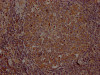 IHC image of CSB-RA954682A0HU diluted at 1:100 and staining in paraffin-embedded human lymph node tissue performed on a Leica BondTM system. After dewaxing and hydration, antigen retrieval was mediated by high pressure in a citrate buffer (pH 6.0). Section was blocked with 10% normal goat serum 30min at RT. Then primary antibody (1% BSA) was incubated at 4°C overnight. The primary is detected by a Goat anti-rabbit IgG polymer labeled by HRP and visualized using 0.05% DAB.