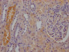 IHC image of CSB-RA784971A0HU diluted at 1:100 and staining in paraffin-embedded human kidney tissue performed on a Leica BondTM system. After dewaxing and hydration, antigen retrieval was mediated by high pressure in a citrate buffer (pH 6.0). Section was blocked with 10% normal goat serum 30min at RT. Then primary antibody (1% BSA) was incubated at 4°C overnight. The primary is detected by a Goat anti-rabbit IgG polymer labeled by HRP and visualized using 0.05% DAB.