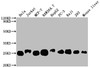 Western Blot<br />
 Positive WB detected in: Hela whole cell lysate, Jurkat whole cell lysate, MCF-7 whole cell lysate, RAW264.7 whole cell lysate, HepG2 whole cell lysate, PC-3 whole cell lysate, Raji whole cell lysate, 293 whole cell lysate, Mouse liver tissue<br />
 All lanes: TPT1 antibody at 1:2000<br />
 Secondary<br />
 Goat polyclonal to rabbit IgG at 1/50000 dilution<br />
 Predicted band size: 20, 16 kDa<br />
 Observed band size: 25 kDa<br />
