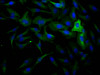 Immunofluorescence staining of Hela Cells with CSB-RA877222A0HU at 1：50, counter-stained with DAPI. The cells were fixed in 4% formaldehyde, permeated by 0.2% TritonX-100, and blocked in 10% normal Goat Serum. The cells were then incubated with the antibody overnight at 4°C. Nuclear DNA was labeled in blue with DAPI. The secondary antibody was FITC-conjugated AffiniPure Goat Anti-Rabbit IgG （H+L）.