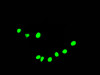Immunofluorescence staining of HepG2 Cells with CSB-RA231179A0HU at 1：50, counter-stained with DAPI. The cells were fixed in 4% formaldehyde, permeated by 0.2% TritonX-100, and blocked in 10% normal Goat Serum. The cells were then incubated with the antibody overnight at 4°C. Nuclear DNA was labeled in blue with DAPI. The secondary antibody was FITC-conjugated AffiniPure Goat Anti-Rabbit IgG （H+L）.