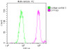 Overlay histogram showing Hela cells stained with CSB-RA231179A0HU (red line) at 1：50. The cells were fixed with 70% Ethylalcohol (18h) and then incubated in 10% normal goat serum to block non-specific protein-protein interactions followedby the antibody (1µg/1*106cells) for 1 h at 4℃.The secondary antibody used was FITC-conjugated goat anti-rabbit IgG (H+L) at 1/200 dilution for 30min at 4℃. Control antibody (green line) was Rabbit IgG (1µg/1*106cells) used under the same conditions. Acquisition of >10,000 events was performed.