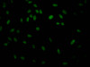 Immunofluorescence staining of Hela Cells with CSB-RA256500A0HU at 1：50, counter-stained with DAPI. The cells were fixed in 4% formaldehyde, permeated by 0.2% TritonX-100, and blocked in 10% normal Goat Serum. The cells were then incubated with the antibody overnight at 4°C. Nuclear DNA was labeled in blue with DAPI. The secondary antibody was FITC-conjugated AffiniPure Goat Anti-Rabbit IgG （H+L）.