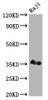 Western Blot<br />
 Positive WB detected in: Raji whole cell lysate<br />
 All lanes: BOB1 antibody at 1:2000<br />
 Secondary<br />
 Goat polyclonal to rabbit IgG at 1/50000 dilution<br />
 Predicted band size: 28 kDa<br />
 Observed band size: 35 kDa<br />
