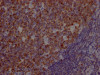 IHC image of CSB-RA280291A0HU diluted at 1:100 and staining in paraffin-embedded human tonsil tissue performed on a Leica BondTM system. After dewaxing and hydration, antigen retrieval was mediated by high pressure in a citrate buffer (pH 6.0). Section was blocked with 10% normal goat serum 30min at RT. Then primary antibody (1% BSA) was incubated at 4°C overnight. The primary is detected by a Goat anti-rabbit IgG polymer labeled by HRP and visualized using 0.05% DAB.