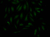 Immunofluorescence staining of Hela Cells with CSB-RA782379A0HU at 1：50, counter-stained with DAPI. The cells were fixed in 4% formaldehyde, permeated by 0.2% TritonX-100, and blocked in 10% normal Goat Serum. The cells were then incubated with the antibody overnight at 4°C. Nuclear DNA was labeled in blue with DAPI. The secondary antibody was FITC-conjugated AffiniPure Goat Anti-Rabbit IgG （H+L）.