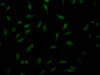 Immunofluorescence staining of Hela Cells with CSB-RA287160A0HU at 1：50, counter-stained with DAPI. The cells were fixed in 4% formaldehyde, permeated by 0.2% TritonX-100, and blocked in 10% normal Goat Serum. The cells were then incubated with the antibody overnight at 4°C. Nuclear DNA was labeled in blue with DAPI. The secondary antibody was FITC-conjugated AffiniPure Goat Anti-Rabbit IgG （H+L）.