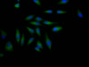 Immunofluorescence staining of Hela Cells with CSB-RA797631A0HU at 1：50, counter-stained with DAPI. The cells were fixed in 4% formaldehyde, permeated by 0.2% TritonX-100, and blocked in 10% normal Goat Serum. The cells were then incubated with the antibody overnight at 4°C. Nuclear DNA was labeled in blue with DAPI. The secondary antibody was FITC-conjugated AffiniPure Goat Anti-Rabbit IgG （H+L）.