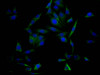 Immunofluorescence staining of HepG2 Cells with CSB-RA825742A0HU at 1：50, counter-stained with DAPI. The cells were fixed in 4% formaldehyde, permeated by 0.2% TritonX-100, and blocked in 10% normal Goat Serum. The cells were then incubated with the antibody overnight at 4°C. Nuclear DNA was labeled in blue with DAPI. The secondary antibody was FITC-conjugated AffiniPure Goat Anti-Rabbit IgG （H+L）.