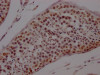 IHC image of CSB-RA987652A0HU diluted at 1:100 and staining in paraffin-embedded human testis tissue performed on a Leica BondTM system. After dewaxing and hydration, antigen retrieval was mediated by high pressure in a citrate buffer (pH 6.0). Section was blocked with 10% normal goat serum 30min at RT. Then primary antibody (1% BSA) was incubated at 4°C overnight. The primary is detected by a Goat anti-rabbit IgG polymer labeled by HRP and visualized using 0.05% DAB.