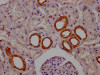 IHC image of CSB-RA178519A0HU diluted at 1:100 and staining in paraffin-embedded human kidney tissue performed on a Leica BondTM system. After dewaxing and hydration, antigen retrieval was mediated by high pressure in a citrate buffer (pH 6.0). Section was blocked with 10% normal goat serum 30min at RT. Then primary antibody (1% BSA) was incubated at 4°C overnight. The primary is detected by a Goat anti-rabbit IgG polymer labeled by HRP and visualized using 0.05% DAB.