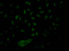 Immunofluorescence staining of Hela Cells with CSB-RA986790A0HU at 1：50, counter-stained with DAPI. The cells were fixed in 4% formaldehyde, permeated by 0.2% TritonX-100, and blocked in 10% normal Goat Serum. The cells were then incubated with the antibody overnight at 4°C. Nuclear DNA was labeled in blue with DAPI. The secondary antibody was FITC-conjugated AffiniPure Goat Anti-Rabbit IgG （H+L）.