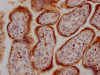 IHC image of CSB-RA285852A0HU diluted at 1:100 and staining in paraffin-embedded human placenta tissue performed on a Leica BondTM system. After dewaxing and hydration, antigen retrieval was mediated by high pressure in a citrate buffer (pH 6.0). Section was blocked with 10% normal goat serum 30min at RT. Then primary antibody (1% BSA) was incubated at 4°C overnight. The primary is detected by a Goat anti-rabbit IgG polymer labeled by HRP and visualized using 0.05% DAB.