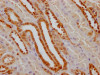 IHC image of CSB-RA178104A0HU diluted at 1:100 and staining in paraffin-embedded human kidney tissue performed on a Leica BondTM system. After dewaxing and hydration, antigen retrieval was mediated by high pressure in a citrate buffer (pH 6.0). Section was blocked with 10% normal goat serum 30min at RT. Then primary antibody (1% BSA) was incubated at 4°C overnight. The primary is detected by a Goat anti-rabbit IgG polymer labeled by HRP and visualized using 0.05% DAB.