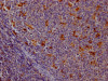 IHC image of CSB-RA788455A0HU diluted at 1:100 and staining in paraffin-embedded human tonsil tissue performed on a Leica BondTM system. After dewaxing and hydration, antigen retrieval was mediated by high pressure in a citrate buffer (pH 6.0). Section was blocked with 10% normal goat serum 30min at RT. Then primary antibody (1% BSA) was incubated at 4°C overnight. The primary is detected by a Goat anti-rabbit IgG polymer labeled by HRP and visualized using 0.05% DAB.