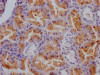 IHC image of CSB-RA788455A0HU diluted at 1:100 and staining in paraffin-embedded human kidney tissue performed on a Leica BondTM system. After dewaxing and hydration, antigen retrieval was mediated by high pressure in a citrate buffer (pH 6.0). Section was blocked with 10% normal goat serum 30min at RT. Then primary antibody (1% BSA) was incubated at 4°C overnight. The primary is detected by a Goat anti-rabbit IgG polymer labeled by HRP and visualized using 0.05% DAB.