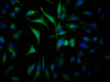 Immunofluorescence staining of Hela Cells with CSB-RA267127A0HU at 1：50, counter-stained with DAPI. The cells were fixed in 4% formaldehyde, permeated by 0.2% TritonX-100, and blocked in 10% normal Goat Serum. The cells were then incubated with the antibody overnight at 4°C. Nuclear DNA was labeled in blue with DAPI. The secondary antibody was FITC-conjugated AffiniPure Goat Anti-Rabbit IgG （H+L）.