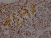 IHC image of CSB-RA941933A0HU diluted at 1:100 and staining in paraffin-embedded human pancreatic tissue performed on a Leica BondTM system. After dewaxing and hydration, antigen retrieval was mediated by high pressure in a citrate buffer (pH 6.0). Section was blocked with 10% normal goat serum 30min at RT. Then primary antibody (1% BSA) was incubated at 4°C overnight. The primary is detected by a Goat anti-rabbit IgG polymer labeled by HRP and visualized using 0.05% DAB.