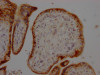 IHC image of CSB-RA271669A0HU diluted at 1:100 and staining in paraffin-embedded human placenta tissue performed on a Leica BondTM system. After dewaxing and hydration, antigen retrieval was mediated by high pressure in a citrate buffer (pH 6.0). Section was blocked with 10% normal goat serum 30min at RT. Then primary antibody (1% BSA) was incubated at 4°C overnight. The primary is detected by a Goat anti-rabbit IgG polymer labeled by HRP and visualized using 0.05% DAB.