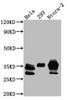 Western Blot<br />
 Positive WB detected in: Hela whole cell lysate, HEK293 whole cell lysate, Ntera-2 whole cell lysate<br />
 All lanes: Caspase-3 antibody at 1:1000<br />
 Secondary<br />
 Goat polyclonal to rabbit IgG at 1/50000 dilution<br />
 Predicted band size: 32 kDa<br />
 Observed band size: 32, 28 kDa<br />