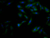 Immunofluorescence staining of Hela Cells with CSB-RA225569A0HU at 1：50, counter-stained with DAPI. The cells were fixed in 4% formaldehyde, permeated by 0.2% TritonX-100, and blocked in 10% normal Goat Serum. The cells were then incubated with the antibody overnight at 4°C. Nuclear DNA was labeled in blue with DAPI. The secondary antibody was FITC-conjugated AffiniPure Goat Anti-Rabbit IgG （H+L）.