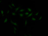 Immunofluorescence staining of Hela Cells with CSB-RA176809A0HU at 1：50, counter-stained with DAPI. The cells were fixed in 4% formaldehyde, permeated by 0.2% TritonX-100, and blocked in 10% normal Goat Serum. The cells were then incubated with the antibody overnight at 4°C. Nuclear DNA was labeled in blue with DAPI. The secondary antibody was FITC-conjugated AffiniPure Goat Anti-Rabbit IgG （H+L）.