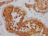 IHC image of CSB-RA995655A0HU diluted at 1:100 and staining in paraffin-embedded human testis tissue performed on a Leica BondTM system. After dewaxing and hydration, antigen retrieval was mediated by high pressure in a citrate buffer (pH 6.0). Section was blocked with 10% normal goat serum 30min at RT. Then primary antibody (1% BSA) was incubated at 4°C overnight. The primary is detected by a Goat anti-rabbit IgG polymer labeled by HRP and visualized using 0.05% DAB.