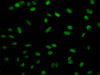 Immunofluorescence staining of Hela Cells with CSB-RA915915A0HU at 1：50, counter-stained with DAPI. The cells were fixed in 4% formaldehyde, permeated by 0.2% TritonX-100, and blocked in 10% normal Goat Serum. The cells were then incubated with the antibody overnight at 4°C. Nuclear DNA was labeled in blue with DAPI. The secondary antibody was FITC-conjugated AffiniPure Goat Anti-Rabbit IgG （H+L）.