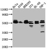 Western Blot<br />
 Positive WB detected in: Hela whole cell lysate, A549 whole cell lysate, HEK293 whole cell lysate, NIH/3T3 whole cell lysate, HL-60 whole cell lysate, THP-1 whole cell lysate<br />
 All lanes: MAPKAPK2 antibody at 1:1000<br />
 Secondary<br />
 Goat polyclonal to rabbit IgG at 1/50000 dilution<br />
 Predicted band size: 46, 43 kDa<br />
 Observed band size: 50 kDa<br />