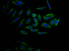 Immunofluorescence staining of Hela Cells with CSB-RA554990A0HU at 1：50, counter-stained with DAPI. The cells were fixed in 4% formaldehyde, permeated by 0.2% TritonX-100, and blocked in 10% normal Goat Serum. The cells were then incubated with the antibody overnight at 4°C. Nuclear DNA was labeled in blue with DAPI. The secondary antibody was FITC-conjugated AffiniPure Goat Anti-Rabbit IgG （H+L）.