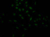 Immunofluorescence staining of Hela Cells with CSB-RA263943A0HU at 1：50, counter-stained with DAPI. The cells were fixed in 4% formaldehyde, permeated by 0.2% TritonX-100, and blocked in 10% normal Goat Serum. The cells were then incubated with the antibody overnight at 4°C. Nuclear DNA was labeled in blue with DAPI. The secondary antibody was FITC-conjugated AffiniPure Goat Anti-Rabbit IgG （H+L）.