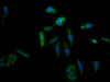 Immunofluorescence staining of Hela Cells with CSB-RA825204A0HU at 1：50, counter-stained with DAPI. The cells were fixed in 4% formaldehyde, permeated by 0.2% TritonX-100, and blocked in 10% normal Goat Serum. The cells were then incubated with the antibody overnight at 4°C. Nuclear DNA was labeled in blue with DAPI. The secondary antibody was FITC-conjugated AffiniPure Goat Anti-Rabbit IgG （H+L）.
