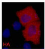 IF analysis of 293 cells transfected with a HA-tag protein,1:2000 dilution (blue DAPI, red anti-HA)