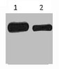 Western blot analysis of His-MBP-C-Myc recombinant protein, diluted at 1) 1:5000 2) 1:10000