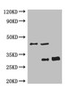 IP:Result of anti-GFP-tag Monoclonal antibody<br />
 Line 1:Control IgG<br />
 Line 2:Precipitateing Myc-tagged fusion protein<br />
 Line 3:GFP Transfected HEK-293 cells lysate<br />
 Secondary<br />
 Goat polyclonal to Mouse IgG at 1/5000 dilution<br />
 Predicted band size : 30kd<br />
 Observed band size : 30kd<br />