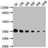 Western Blot<br />
 Positive WB detected in: HA-tagged fusion protein<br />
 All lanes: HA-Tag antibody at 1:5000, 1:10000, 1:20000, 1:40000, 1:80000, 1:160000<br />
 Secondary<br />
 Goat polyclonal to Mouse IgG at 1/10000 dilution<br />
 Predicted band size: 35 kDa<br />
 Observed band size: 35 kDa</p>