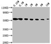 Western Blot<br />
 Positive WB detected in: Hela whole cell lysate<br />
 All lanes: TUBA1A antibody at 1:2500, 1:5000, 1:10000, 1:20000, 1:40000, 1:80000, 1:160000<br />
 Secondary<br />
 Goat polyclonal to Mouse IgG at 1/10000 dilution<br />
 Predicted band size: 52 kDa<br />
 Observed band size: 52 kDa<br />