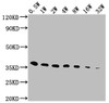 Western Blot<br />
 Positive WB detected in: E-tagged fusion protein<br />
 All lanes: E-Tag antibody at 1:5000, 1:10000, 1:20000, 1:40000, 1:80000, 1:160000, 1:320000<br />
 Secondary<br />
 Goat polyclonal to Mouse IgG at 1/10000 dilution<br />
 Predicted band size: 36 kDa<br />
 Observed band size: 36 kDa<br />