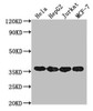 Western Blot Positive WB detected in: Hela whole cell lysate at 10μg, 5μg, 2.5μg, 1.25μg, 0.625μg, 0.3125μg All lanes: GAPDH antibody at 1:5000 Secondary Goat polyclonal to mouse IgG at 1/50000 dilution Predicted band size: 36 KDa Observed band size: 36 KDa Exposure time: 5min