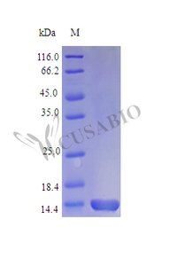 Recombinant Rhesus Macaque Granulocyte-macrophage colony-stimulating factor protein (GM-CSF) (Active) | CSB-AP003211MOW